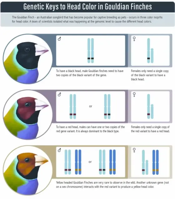 Genetic Keys To Head colour chart for the Gouldian Finch