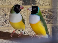 Green back hen left, green back cock right gouldian finch