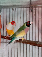 Yellow back male left, green back hen right gouldian finch
