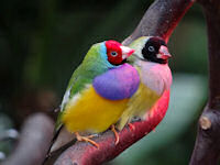 Male left, hen right gouldian finch