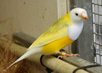 Cock black headed Australian yellow gouldian finch
