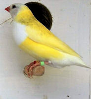 Hen black headed Australian yellow gouldian finch