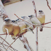 A group of juvenile gouldian finches, gendering visually is difficult