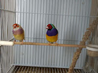Hen gouldian finch left, male gouldian finch right