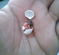 A hatching chick, this one needed some human assistance