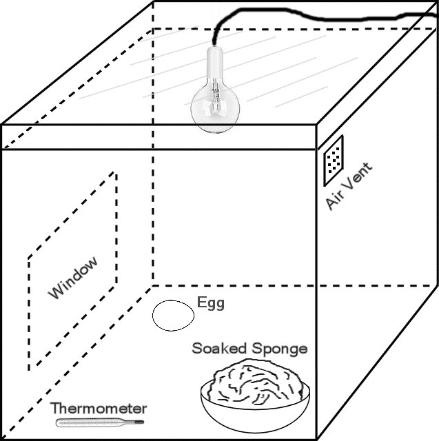 DIY incubator setup showing the basic requirements