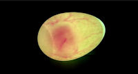 An embryo a few days into development using an egg candler