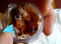 Hand feeding Gouldian finch chicks using a modified leg ring applicator