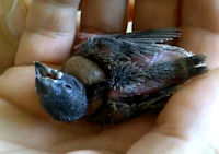 Inspecting a hand reared Gouldian finch chick to make sure everything is OK