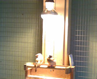 Sick birds in quarantine will usually sit for long periods under a heat lamp like in this photo