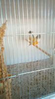 Yellow back pair of Gouldian finches enjoying their new clean home, picture for courtesy