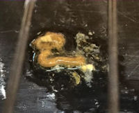 A Stool With Brown Faecal Matter, Possible Heavy Metal Poisoning