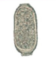 A Capillaria Worm Egg Found In Faecal Smear From A Gouldian Finch