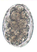 Hook Worm Egg