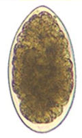 Trichostrongylus Spp, Parasitic Roundworm