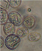 This Is Most Certainly A Worm Egg, Name Unknown