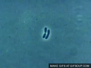 BacillI, Gram-Positive Bacteria, Spanning The Phylum Bacillota