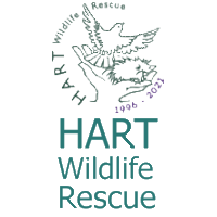 Hart Wildlife Rescue