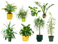 Houseplants and outdoor plants, not all plants are safe for birds